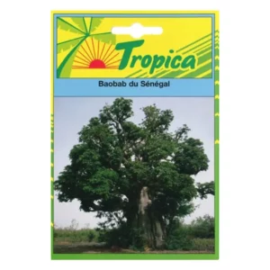 Tropica - Graines de Baobab Semences