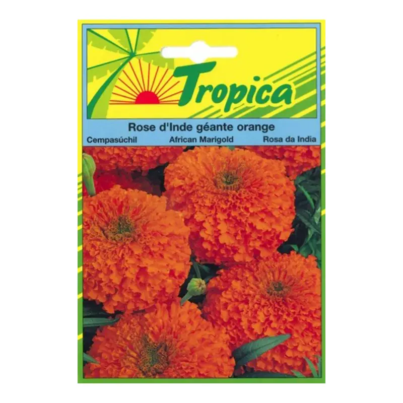 TROPICA - Graines de Rose d’Inde Géante Orange