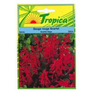 TROPICA - Graines Sauge Rouge Scarlet Jardin