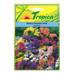 TROPICA - Graines de Statice Sinuata Variée